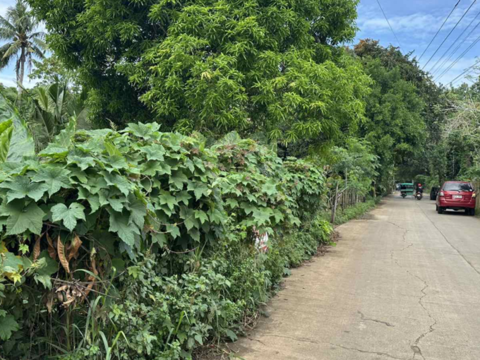 rare residential lot for sale in San Pedro Palawan